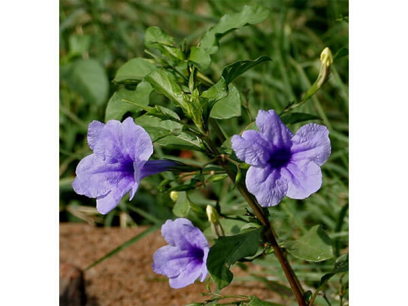 Trái Nổ - Ruellia Tuberosa