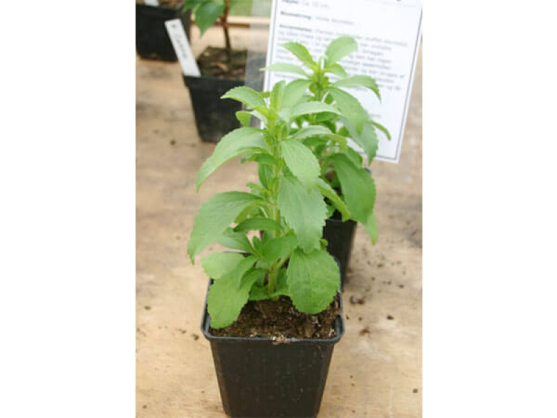 Cỏ Ngọt - Stevia Rebaudiana