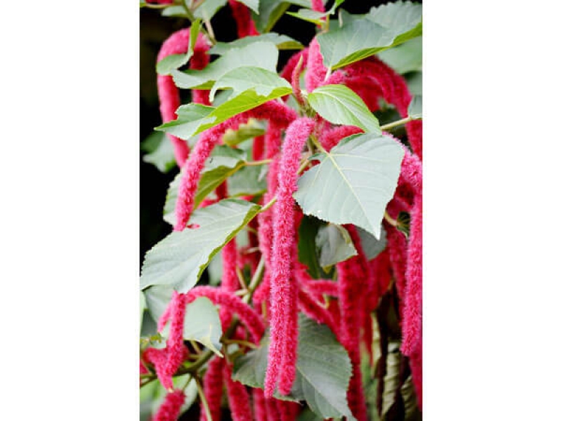 Tai Tượng Đuôi Chồn - Acalypha Hispida