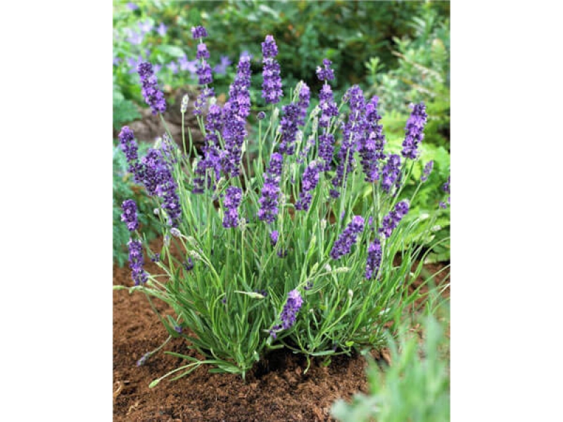 Hoa Oải Hương - Lavandula Angustifolia