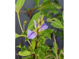 Ô rô gai - Acanthus Ilicifolius