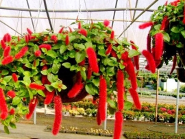 Tai Tượng Đuôi Chồn - Acalypha Hispida