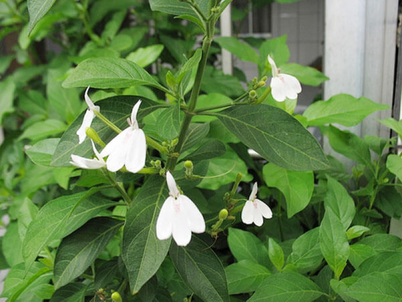 Bạch Hạc - Kiến Cò - Rhinacanthus Nasutus