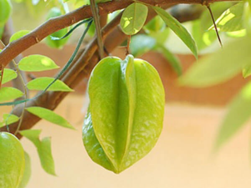 Khế - Averrhoa Carambola