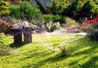 Cho thuê cây nội thất, cây bon-sai, cây văn phòng