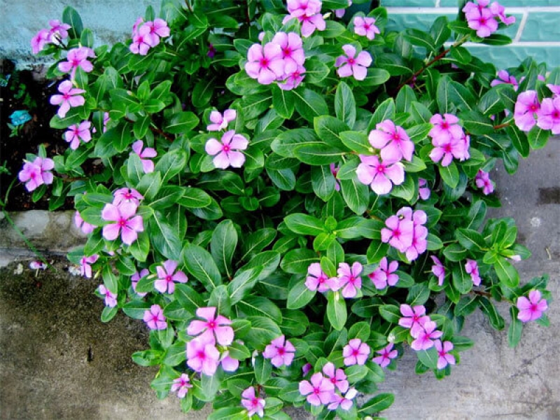 Dừa cạn - Catharanthus