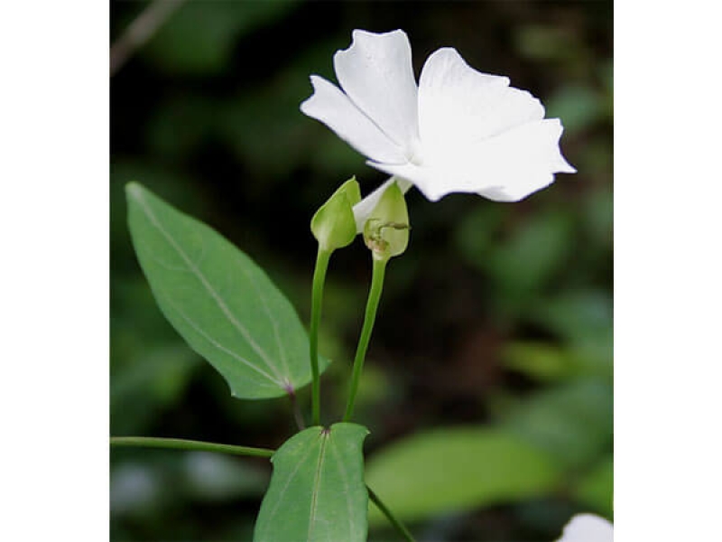 Cát Đằng Thơm -Thunbergia Fragrans Roxb