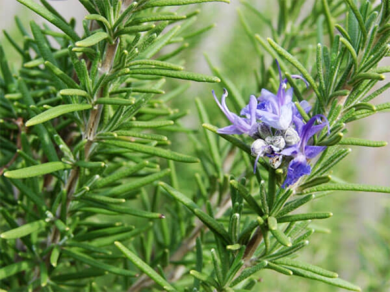 Hương Thảo - Rosmarinus Officinalis