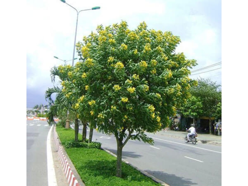 Muồng hoa vàng