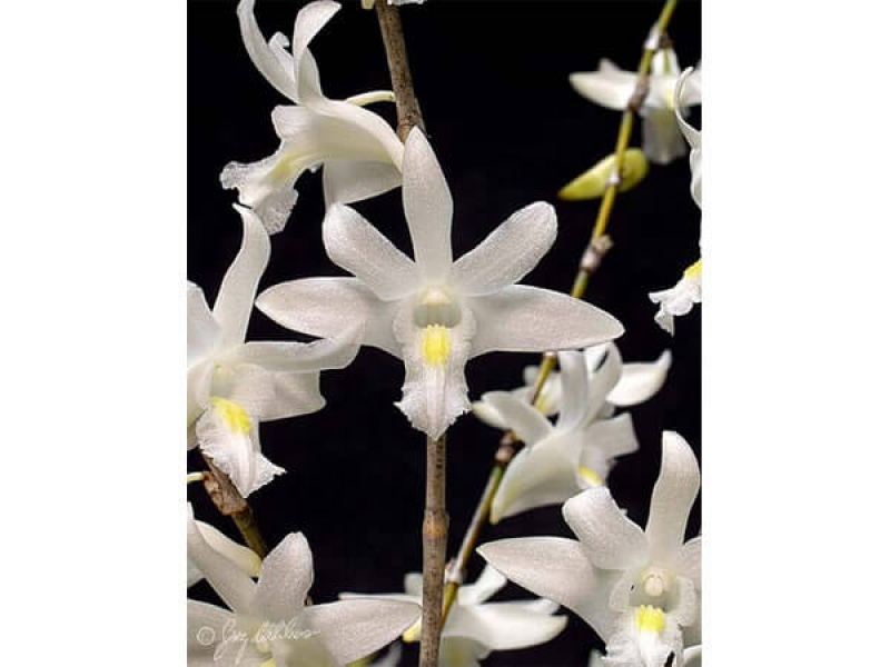 Bạch Câu - Dendrobium Crumenatum