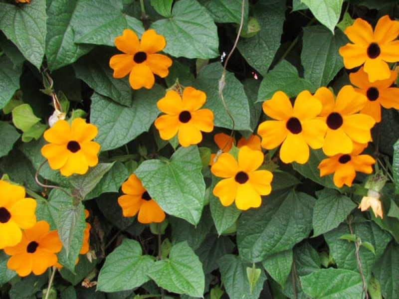 Cát Đằng Cánh -Thunbergia Alata