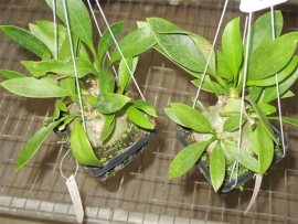 Bí Kì Nam - Ổ Kiến - Hydnophytum Formicarum