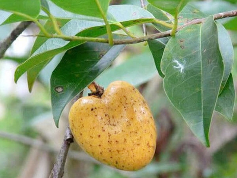 Bình Bát - Annona Reticulata