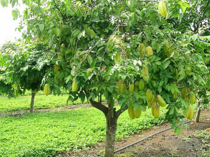 Khế - Averrhoa Carambola