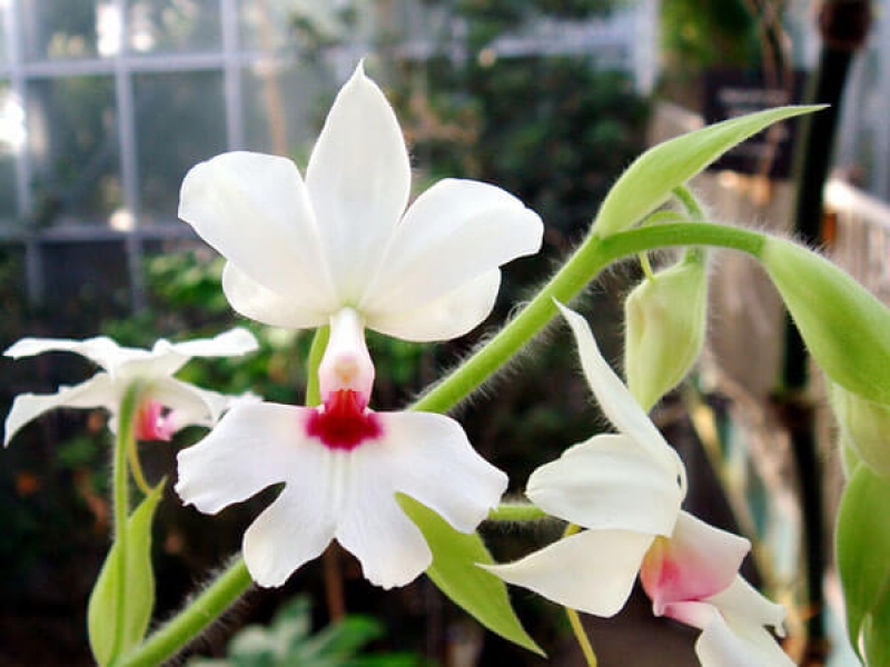 Lan Bầu Rượu - Calanthe Triplicata