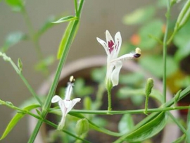 Xuyên Tâm Liên - Andrographis Paniculata