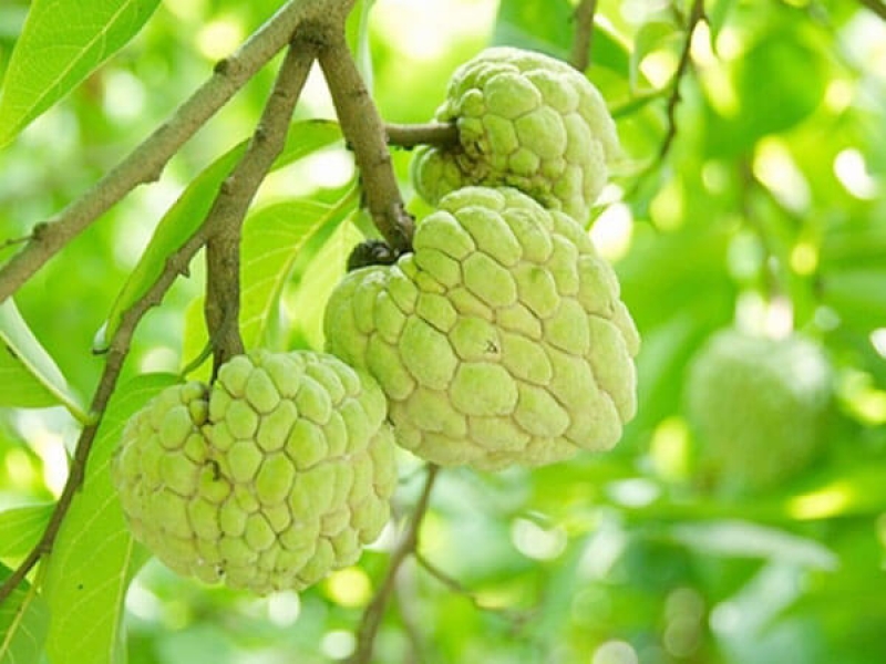 Na - Annona Squamosa