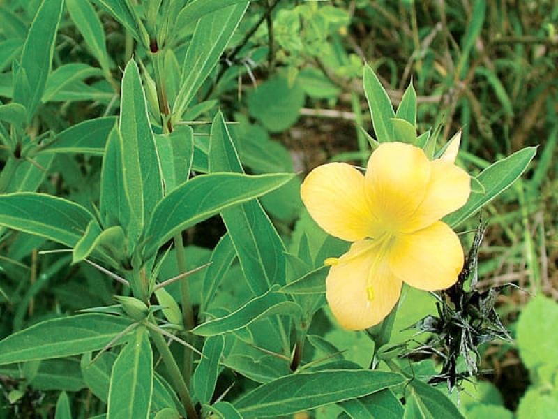 Chuông Vàng - Barleria Prionitis