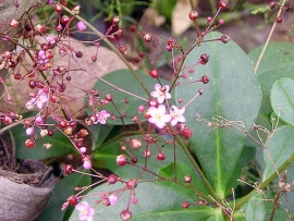 Sâm Đất - Talinum Patens