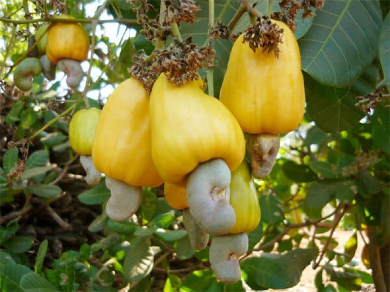 Điều - Anacardium Occidentale