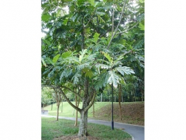 Sa Kê - Artocarpus Altilis