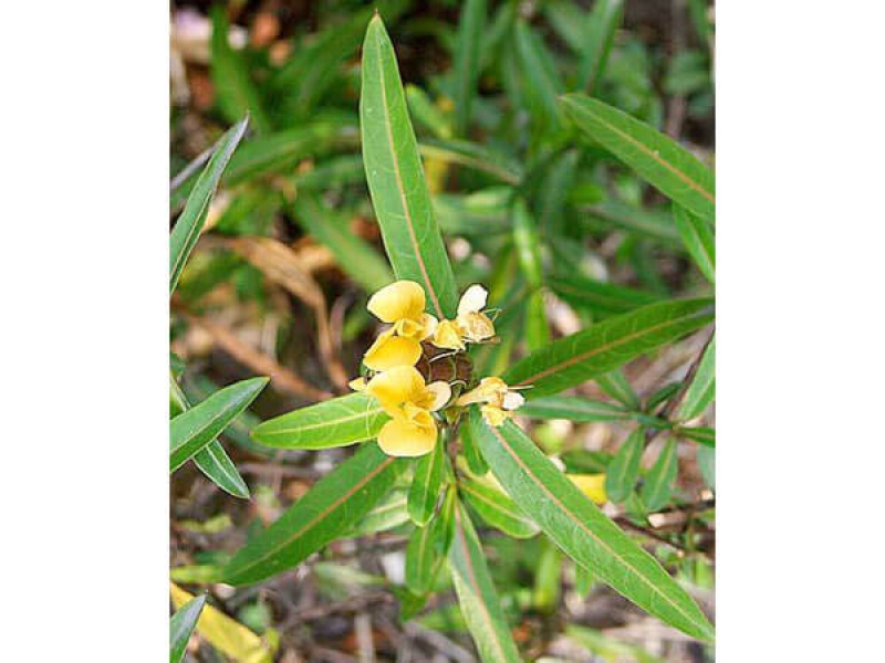 Gai Kim - Barleria Lupulina