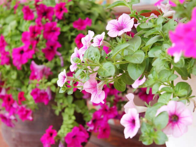 Dạ Yến Thảo - Petunia Hybrida