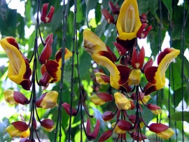 Móng Bò leo - Hoa Ban - Bauhinia Scandens