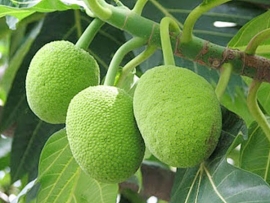 Sa Kê - Artocarpus Altilis