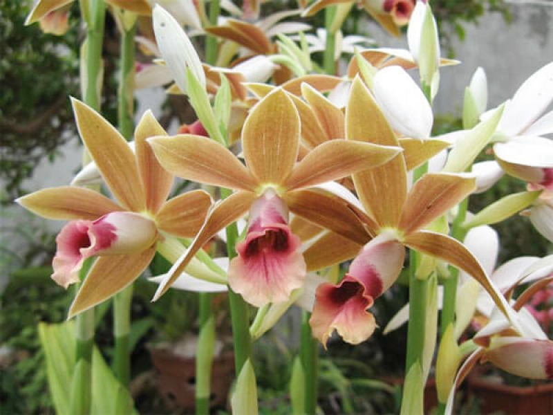 Lan Hạc Đỉnh Nâu - Phaius Tankervilleae