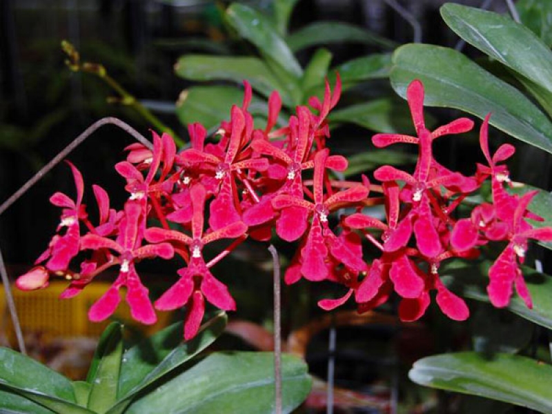 Lan Huyết Nhung - Renanthera Coccinea