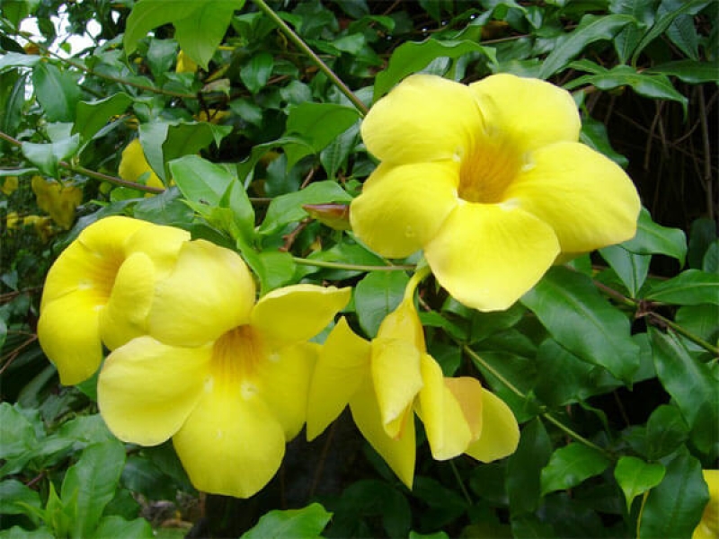 Huỳnh Anh lá lớn - Allamanda Cathartica