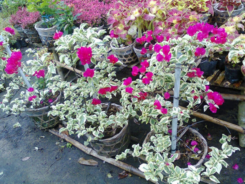 Hoa Giấy Cẩm Thạch -Bougainvillea Brasiliensis